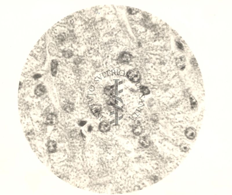 Immagine al microscopio di Cromalina del sesso in cellule di tessuti di piccione