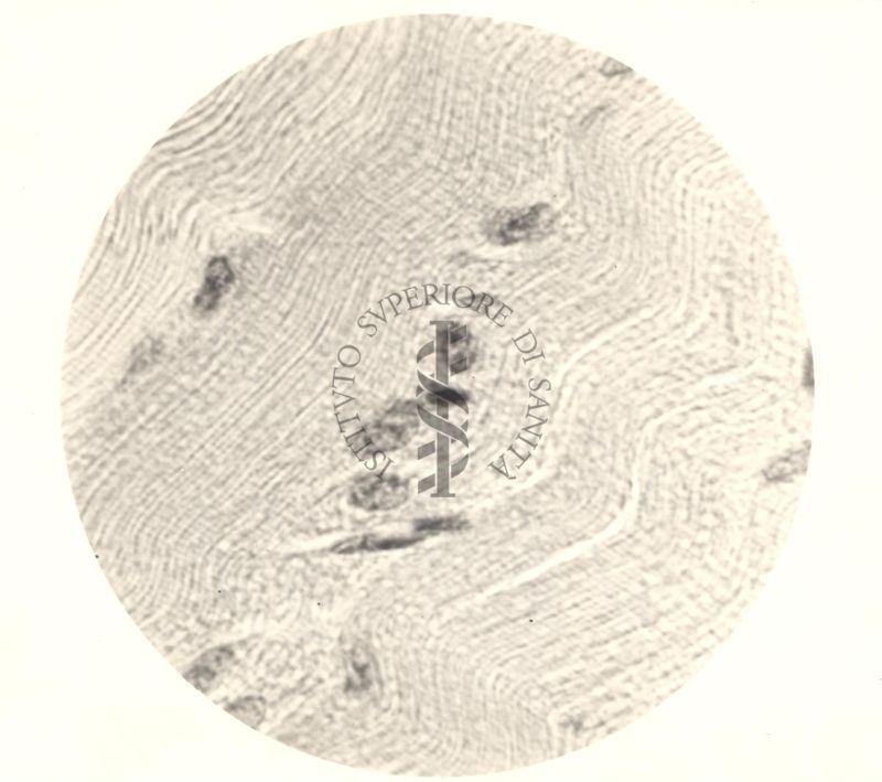 Immagine al microscopio di Cromalina del sesso in cellule di tessuti di piccione