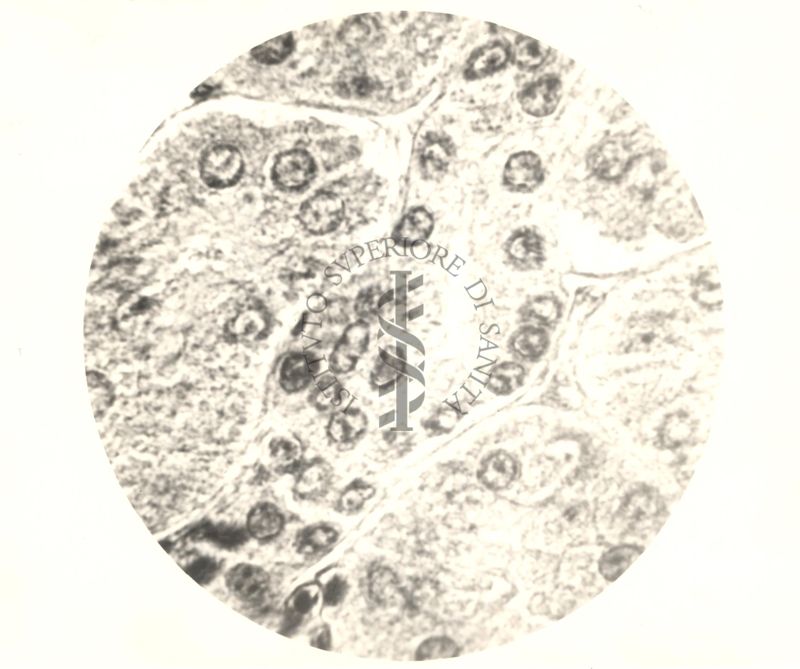 Immagine al microscopio di Cromalina del sesso in cellule di tessuti di piccione