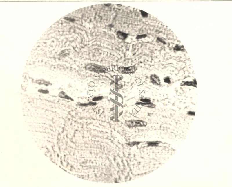 Immagine al microscopio di Cromalina del sesso in cellule di tessuti di piccione