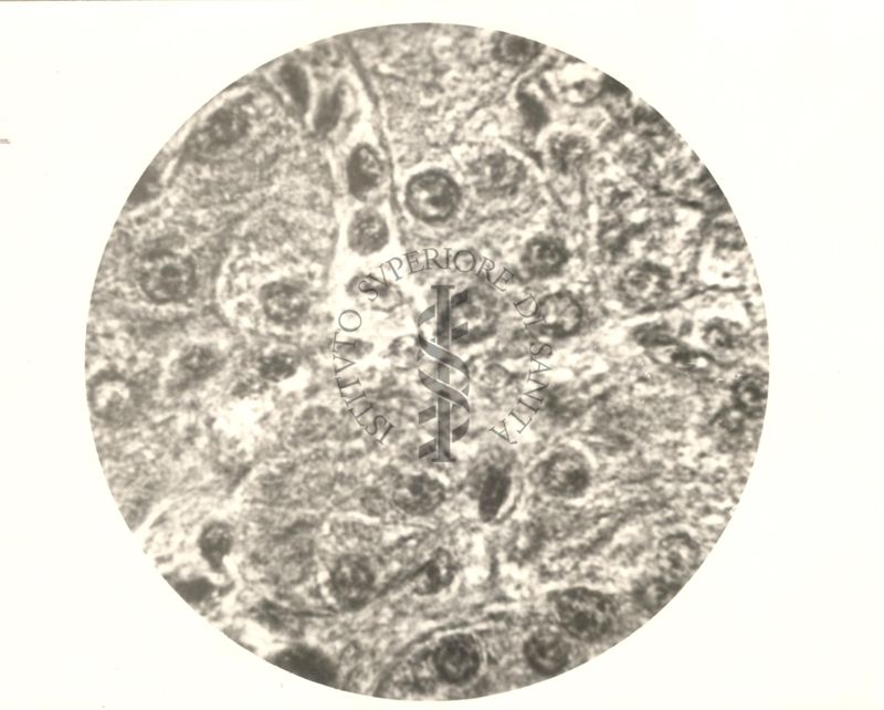 Immagine al microscopio di Cromalina del sesso in cellule di tessuti di piccione