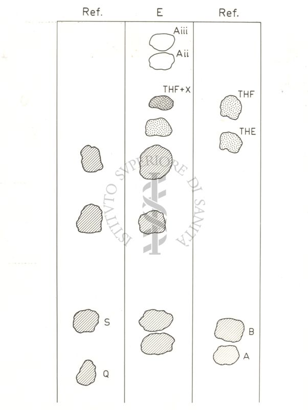 Immagine di cromatografia di steroidi col sistema C. di Bush