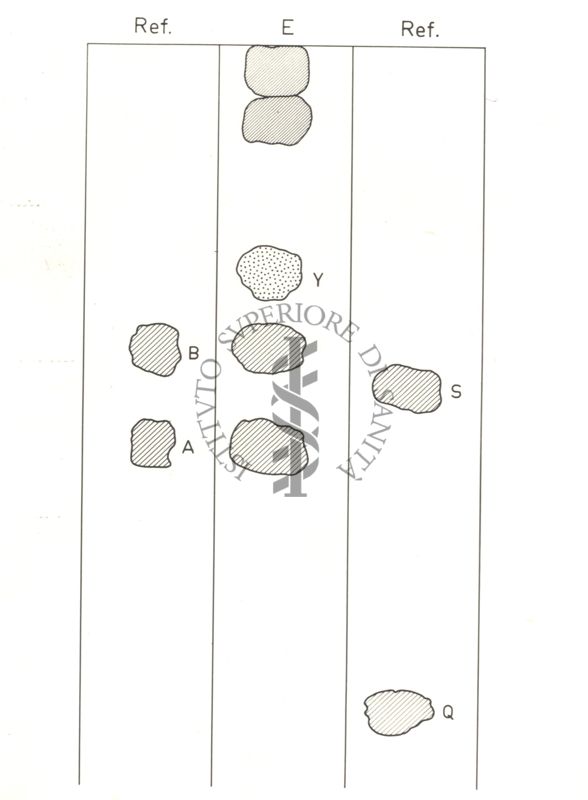 Immagine di cromatografia di steroidi col sistema B 1 di Bush