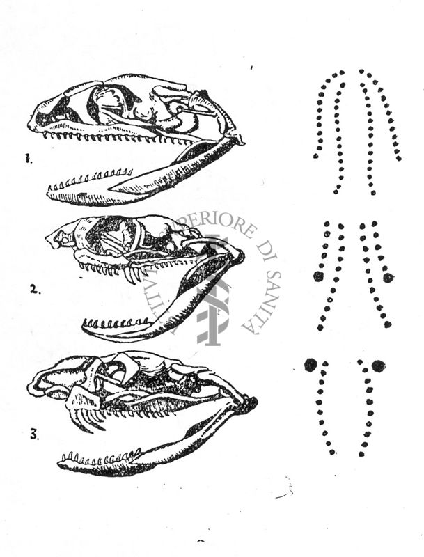 1 - Testa di colubride non velenoso e relativa impronta dei denti. 2 - ID velenoso e relativa impronta dei denti. 3 - Testa di viperide velenoso e impronta dei denti.