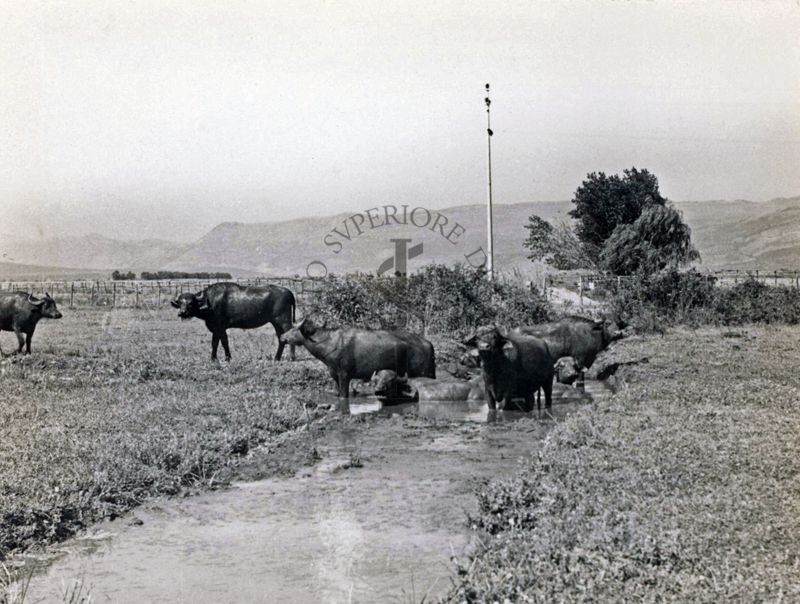 Pulitura di un canale con le bufale
