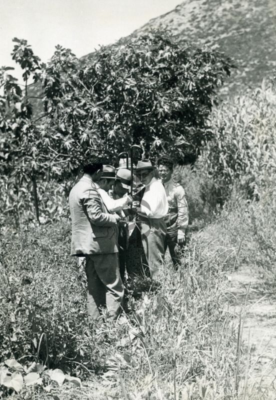 Ricerca di larve di anofeli