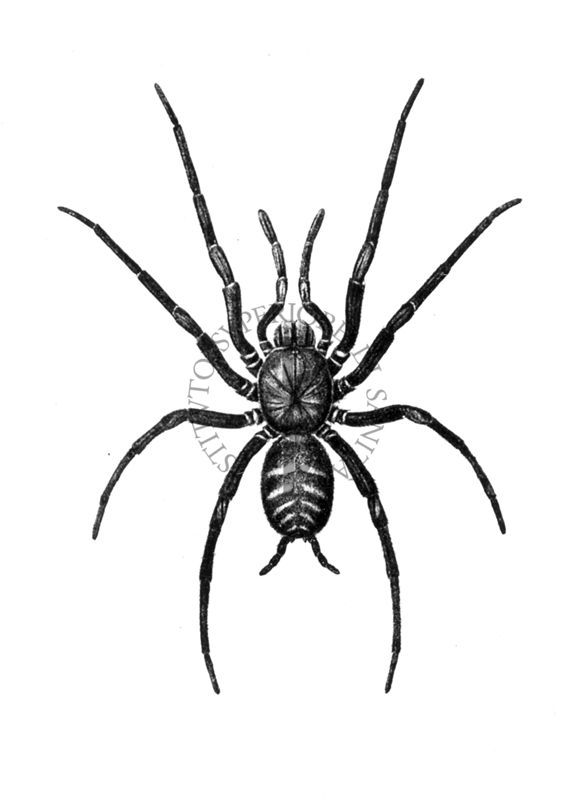 Trechona venosa (ragno velenoso)