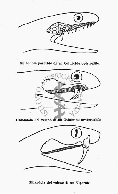 Figure schematiche di ghiandole di serpenti velenosi