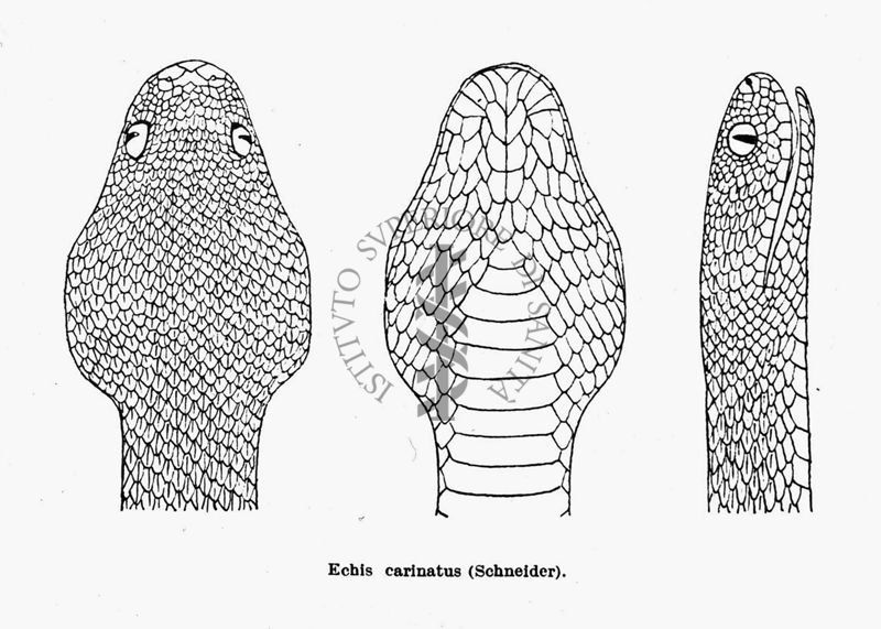 Testa di serpente