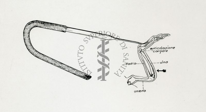 Schema di inoculazione all'articolazione omero-radiali all'ala di un canarino