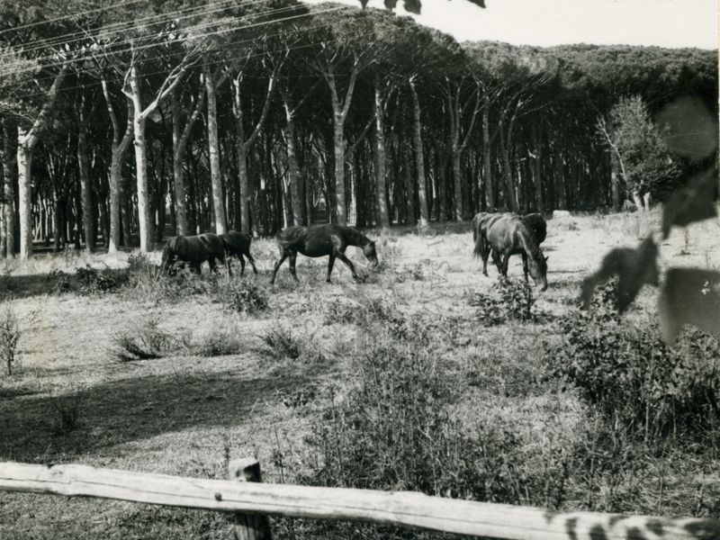 Pineta Tor San Lorenzo (Ardea)