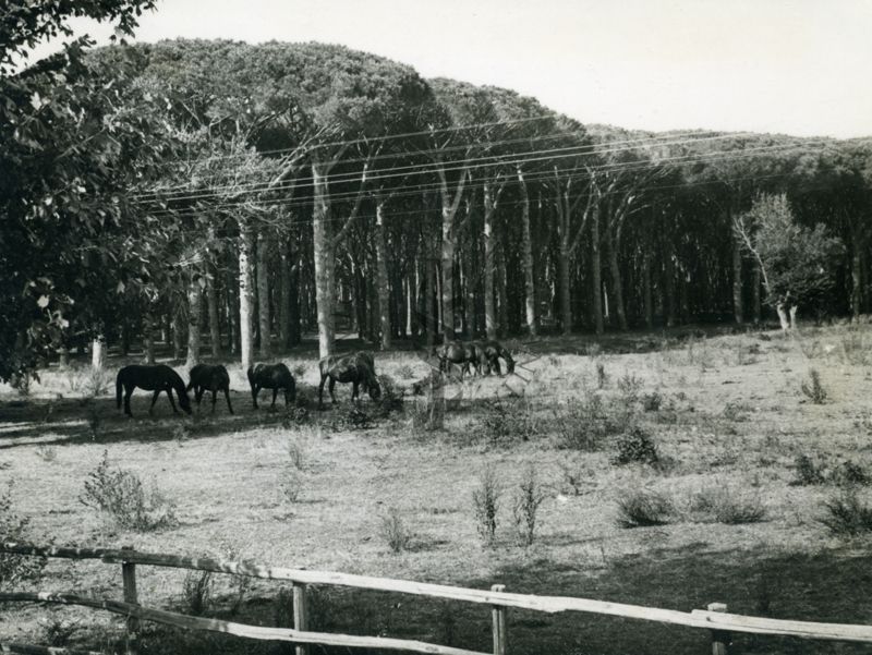 Pineta Tor San Lorenzo (Ardea)