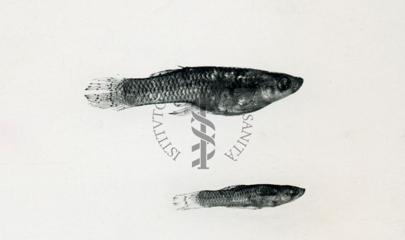 Gambusia affins affins - esemplari provenienti dal Texas (fiume Guadalupe)