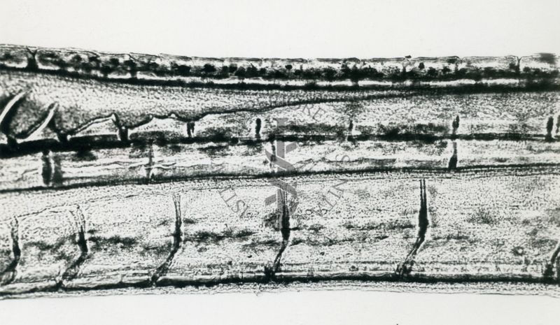 Gambusia affins affins - esemplari provenienti dal Texas (fiume Guadalupe) Parte media del gonopodio