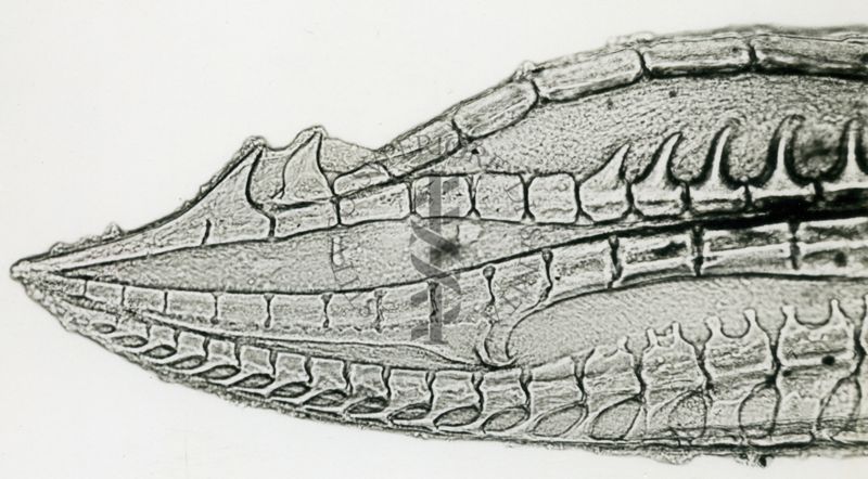 Gambusia affins holbrookii - esemplari provenienti dalla campagna Romana