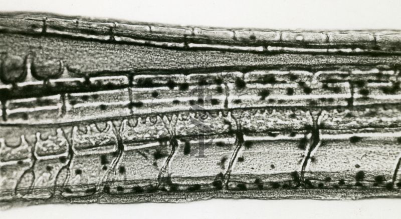 Gambusia affins holbrookii - esemplari provenienti dalla campagna Romana