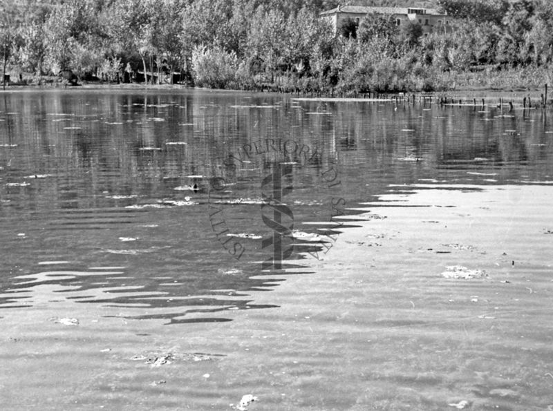 Lago di Isoletta del Liri - vegetazione superficiale