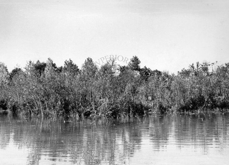 Lago di Isoletta del Liri - sponde ricche di vegetazione verticale