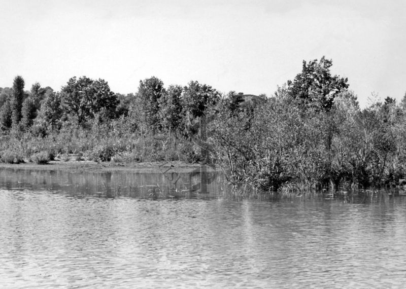 Lago di Isoletta del Liri - vegetazione orizzontale e verticale