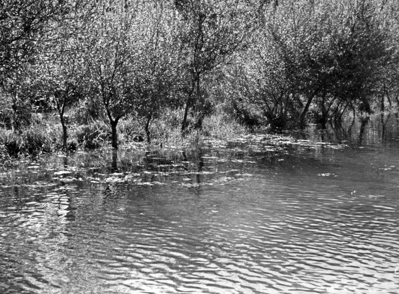 Lago di Isoletta del Liri - vegetazione orizzontale e verticale