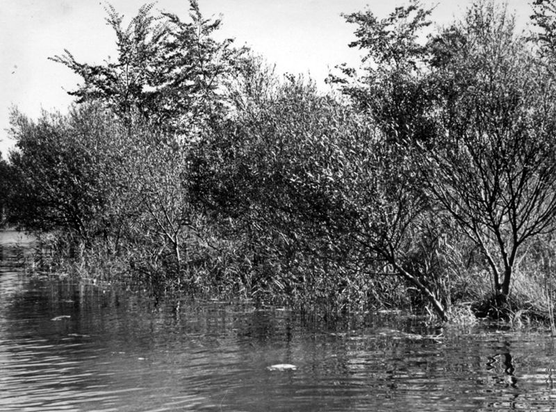 Lago di Isoletta del Liri - sponde ricche di vegetazione verticale