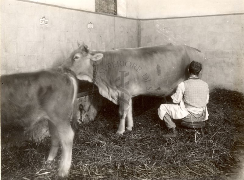 Istituto di S. Gregorio al Celio per l'assistenza all'Infanzia-vaccheria modello-interno della stalla