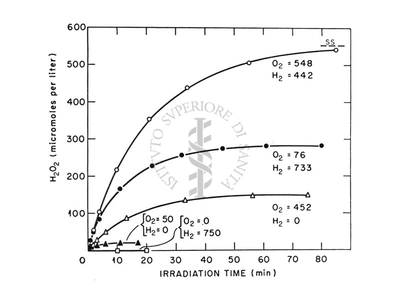 Formazione di H202 in H20 irraggiata con y; nell'acqua veniva fatto gorgogliare 02, H2 oppure H2 e 02.