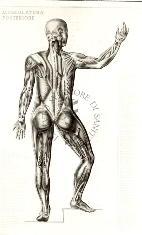 Musculatura posteriore