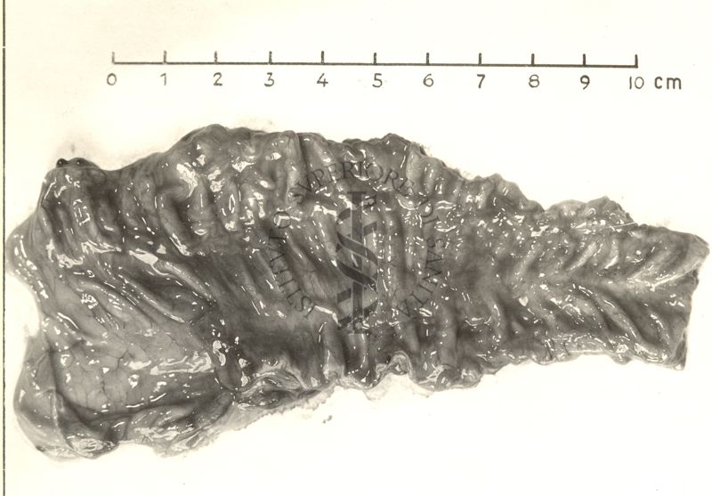 Intestino aperto di scimmia (Macacus)