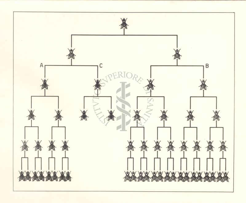 Diagramma che mostra le razze di mosche resistenti e sensibili al D.D.T.