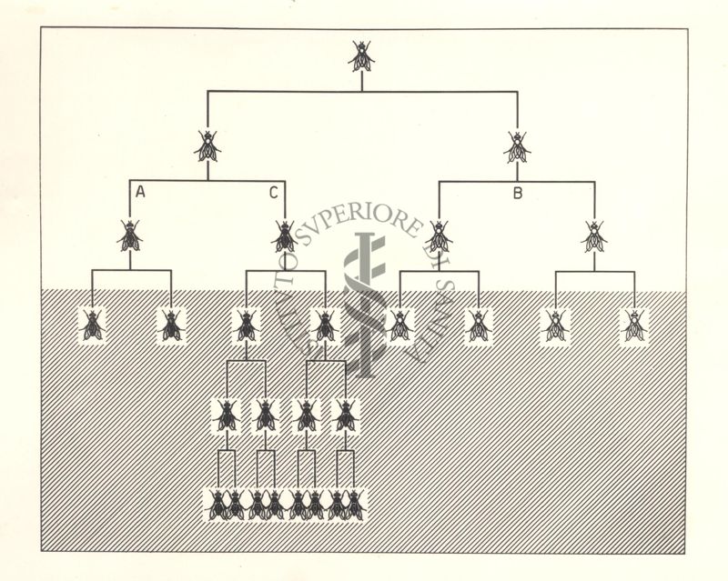 Diagramma che mostra le razze di mosche sensibili, trattate con D.D.T.