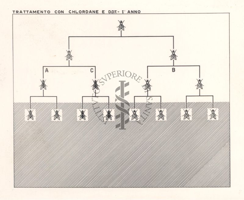 Diagramma che mostra le mosche trattate con Chlordane e D.D.T. - primo anno