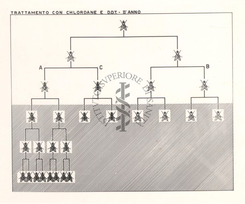 Diagramma che mostra le mosche trattate con Chlordane e D.D.T. - secondo anno