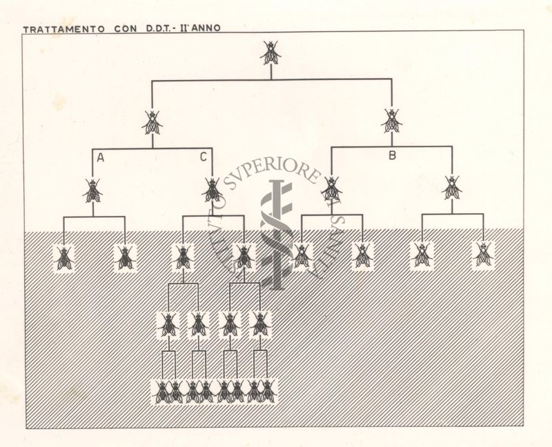 Diagramma che mostra le razze di mosche sensibili trattate con D.D.T. - secondo anno