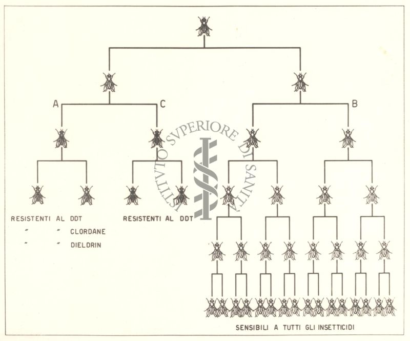 Diagramma che mostra le razze di mosche resistenti al D.D.T., al Chlordane, al Dieldrin e le razze di mosche resistenti a tutti gli insetticidi