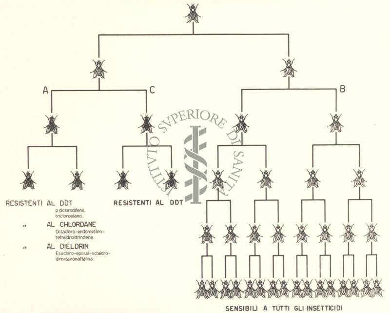 Diagramma che mostra le mosche resistenti al D.D.T., al Chlordane, al Deldrin e le mosche sensibili a tutti gli insetticidi