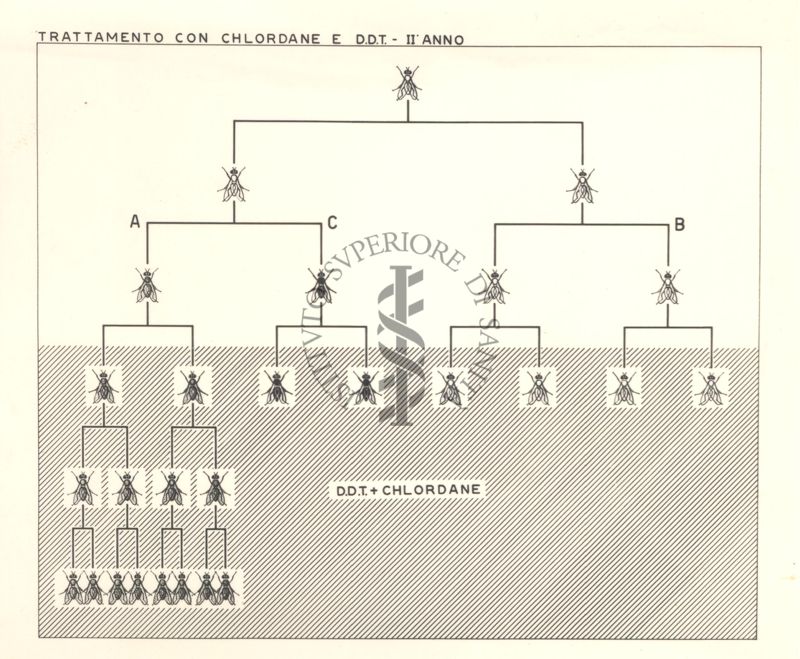 Diagramma riguardante il trattamento delle mosche con Chlordane e D.D.T. - secondo anno