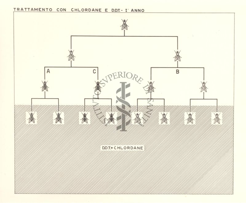 Diagramma riguardante il trattamento delle mosche con Chlordane e D.D.T. - primo anno