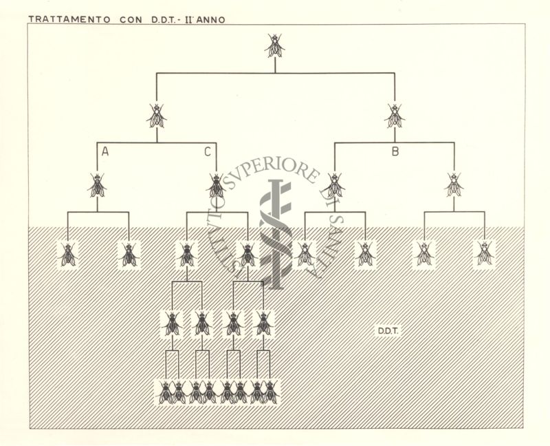 Diagramma riguardante il trattamento delle mosche con D.D.T. - secondo anno