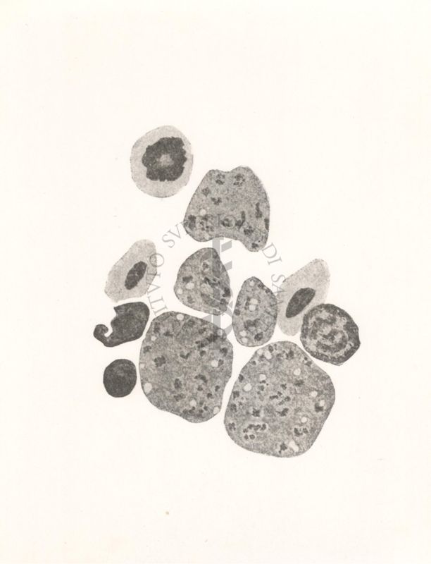 Haemoproteus del falco visto al microscopio