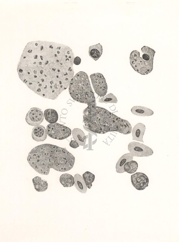 Haemoproteus del falco visto al microscopio