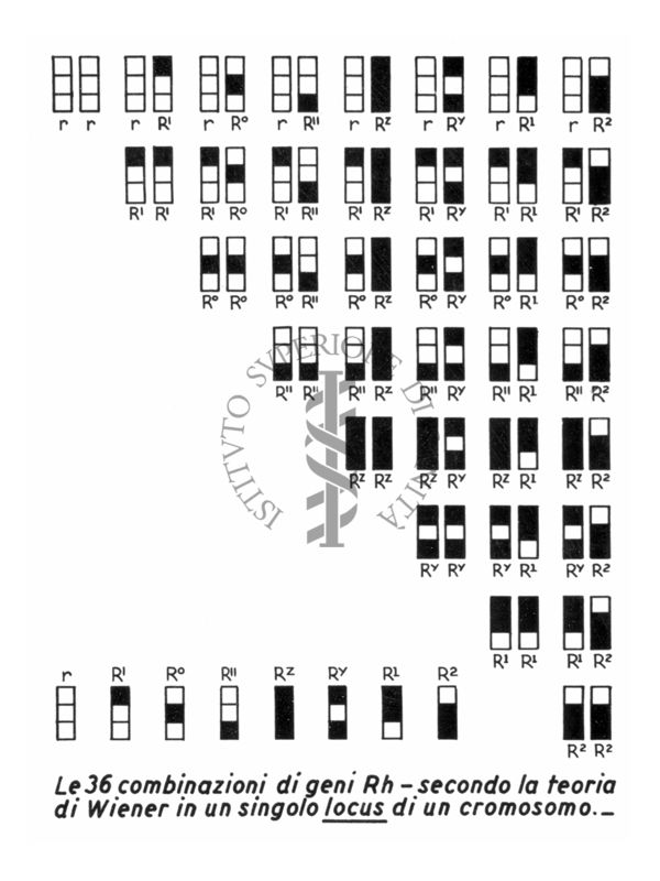 Le 36 combinazioni di geni R H - secondo la teoria di Wiener in un singolo locus di un cromosono