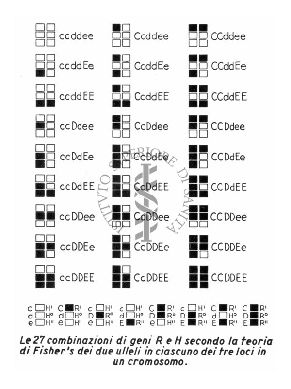 Le 27 combinazioni di geni R H - secondo la teoria di Fisher's dei due ulleli in ciascuno dei tre loci in un cromosono