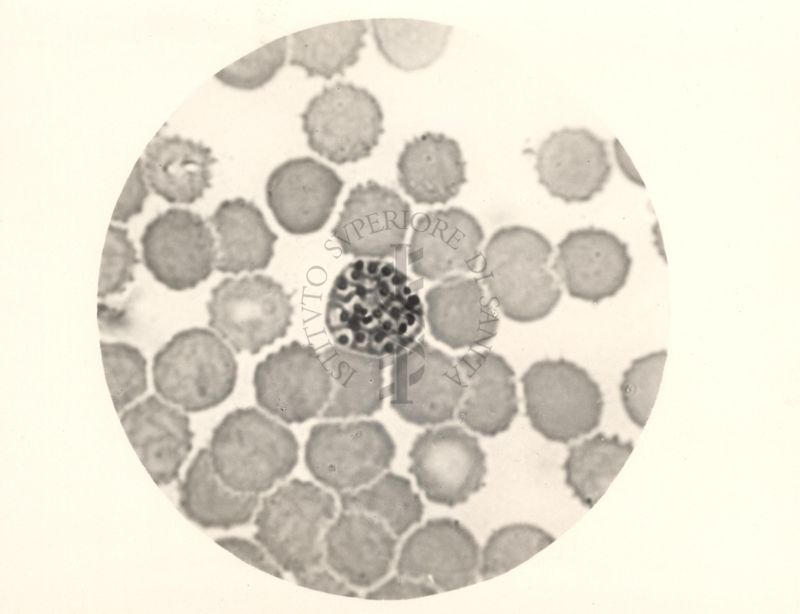 Ciclo sessuale nel sangue dell'uomo del Plasmodium vivax