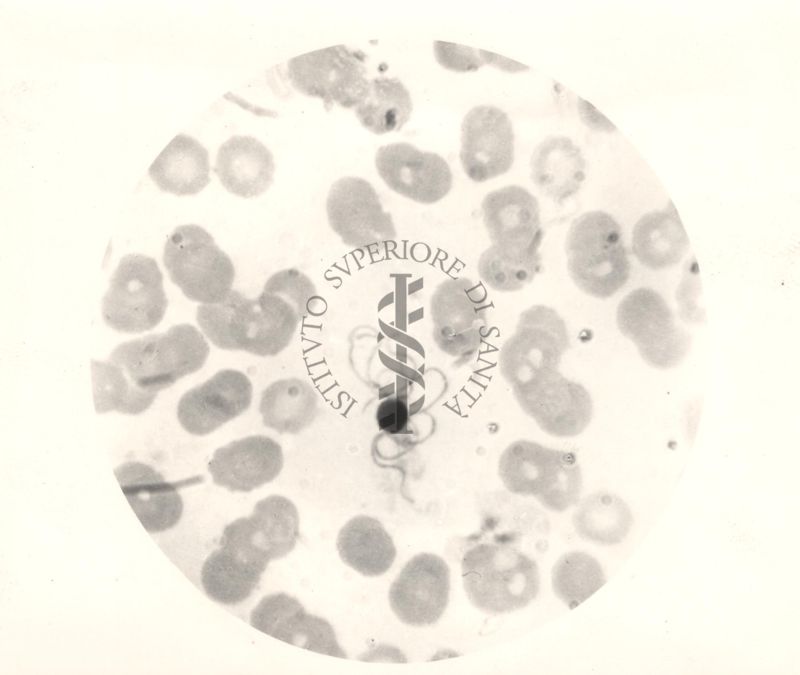 Immagine del ciclo sessuale nello stomaco delle Anopheles