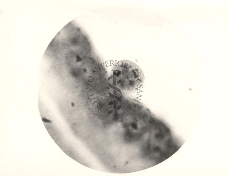 Immagine del ciclo sessuale nello stomaco delle Anopheles