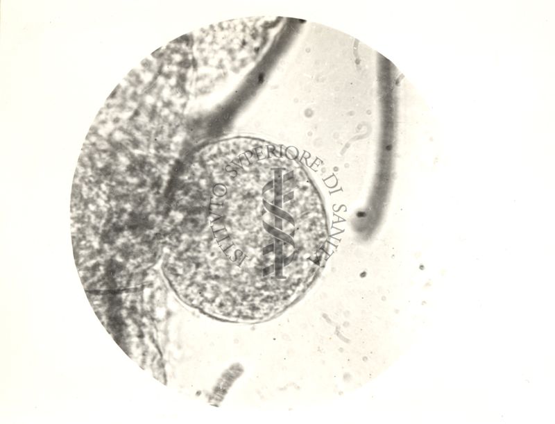 Immagine del ciclo sessuale nello stomaco delle Anopheles