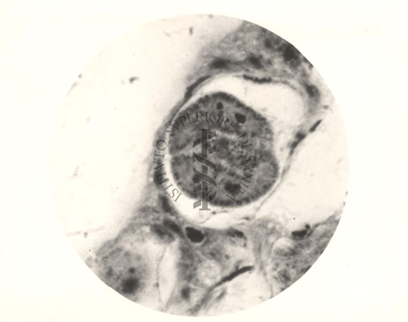 Immagine del ciclo sessuale nello stomaco delle Anopheles