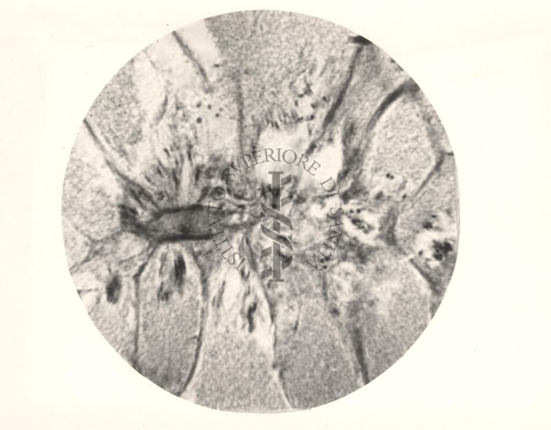 Immagine del ciclo sessuale nello stomaco delle Anopheles