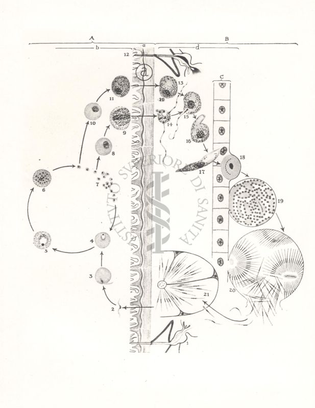 Disegno che mostra lo sviluppo di parassiti malarici